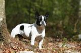 BOULEDOGUE FRANCAIS 1097